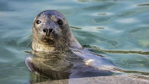 A seal in the River Liffey? show image