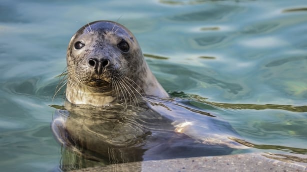 A grey seal pup pictured in an outdoor pool at the Baltic Sea Animal Rehabilitation Center in Klaipeda, Lithuania