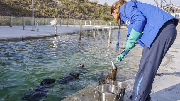 Grey seal pups are fed fish in an outdoor pool at the Baltic Sea Animal Rehabilitation Center in Lithunia