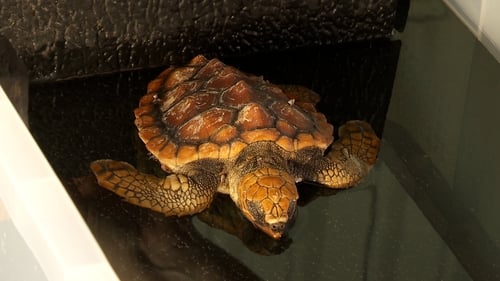 Five critically endangered loggerhead turtles are currently being cared for and recovering at Dingle Oceanworld Aquarium in Co Kerry