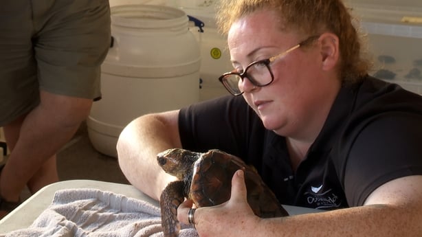 Marine biologist Maria Foley holding a turtle