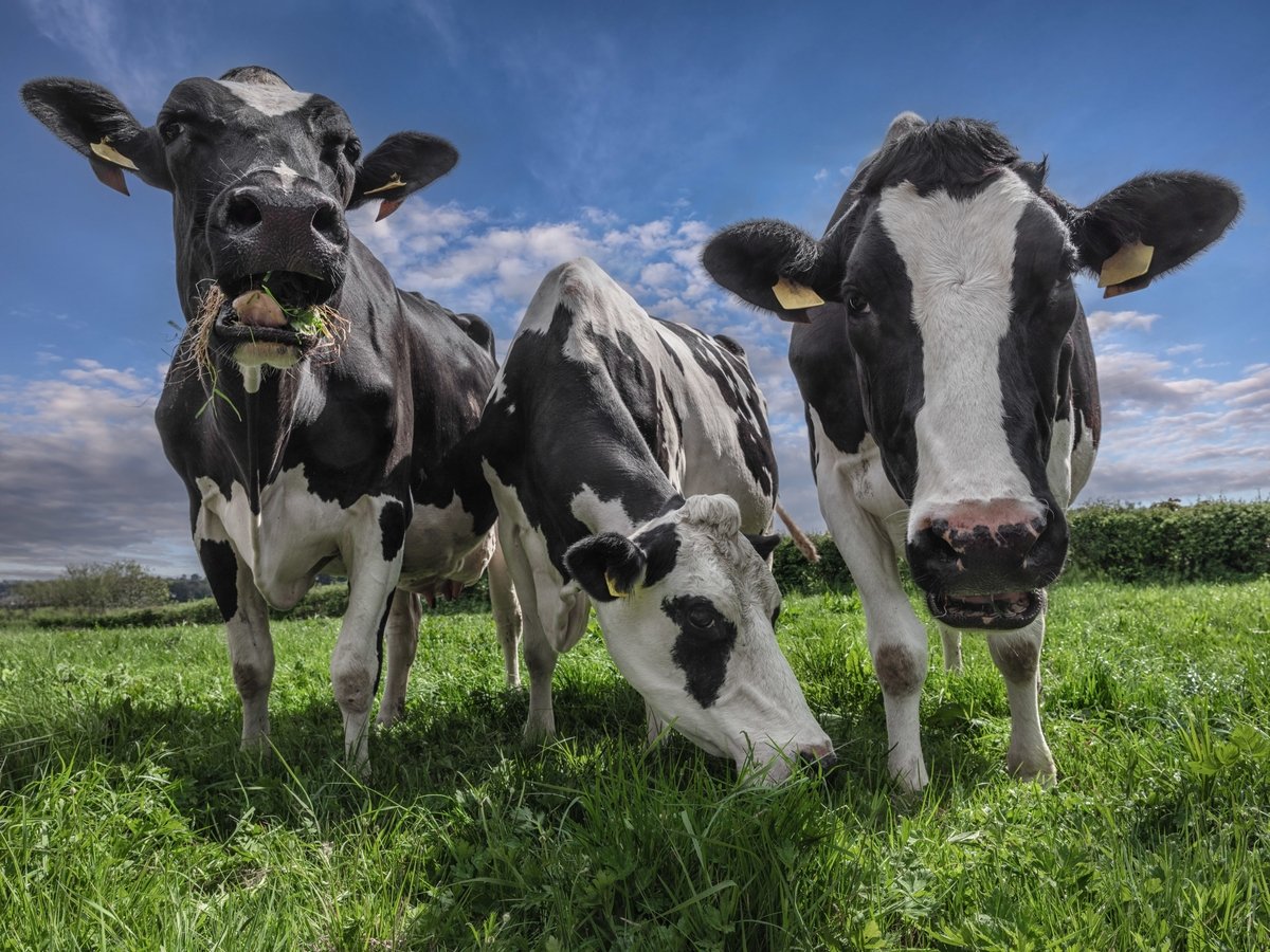 Dairy farmers and EU's new environmental standards