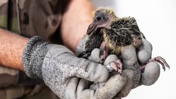 Sylvain holds a squab in the last active military dovecote in Europe