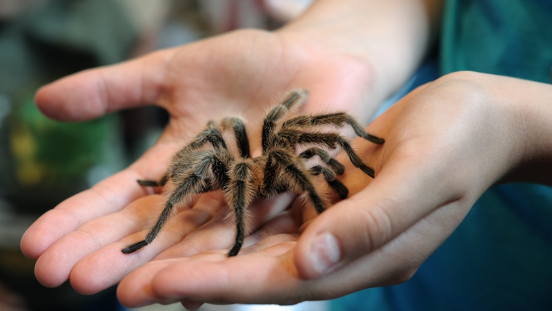 Tarantula bites contain a small amount of venom that is not considered dangerous to humans (stock image)