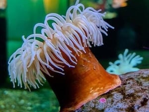 Naturefile - Sea anemones show image