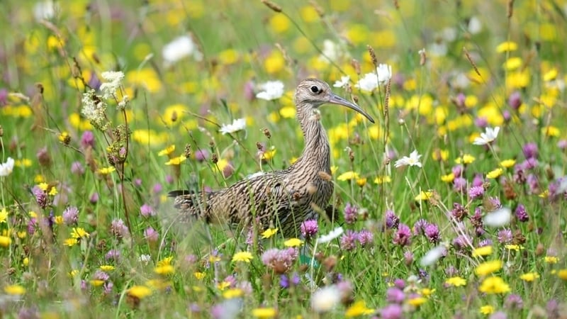 The Irish curlew population has declined by around 98% since the 1980s, with just around a hundred pairs of the species left (Credit Breeding Waders)