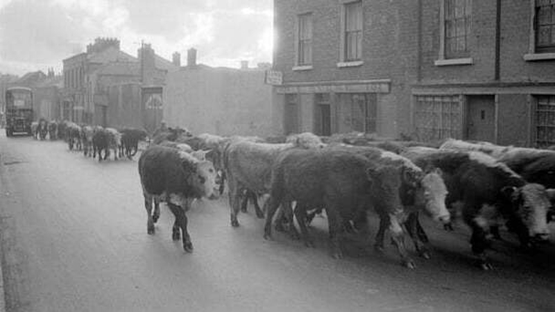 Cattle on North King Street, Dublin in 1952/1953 near the Dublin Cattle Market. Photo: RTÉ Stills Library