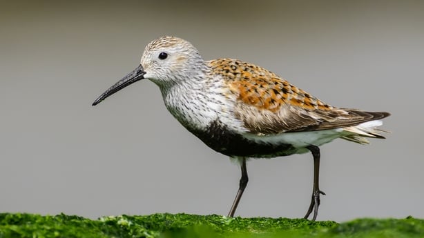 A Dunlin bird standing on a rock