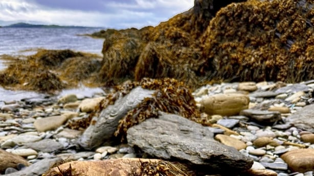 A rocky beach with a cliff covered in seaweed 