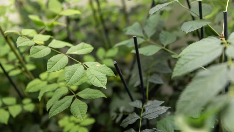 Monitoring, biological control and genetics can help save our native ash trees from pests like the emerald ash borer. Photo: Teagasc
