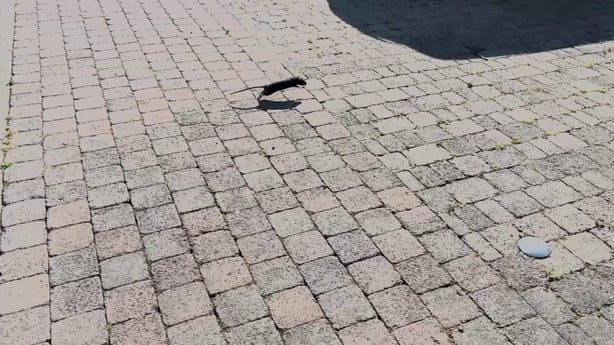 a rat on a brick walkway