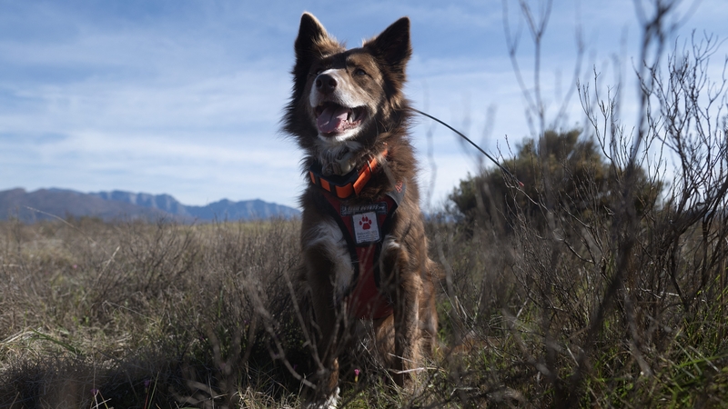 Delta is trained to sniff out the geometric tortoise so they can be tracked and protected