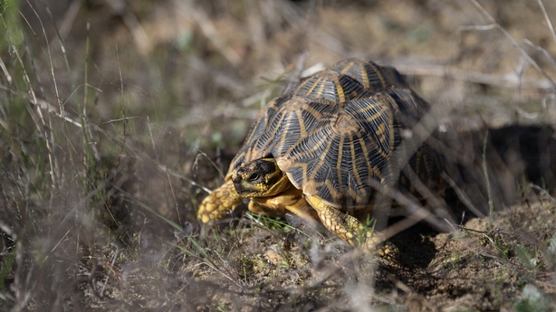 A critically endangered Geometric tortoise moves through the bush on a private reserve in South Africa