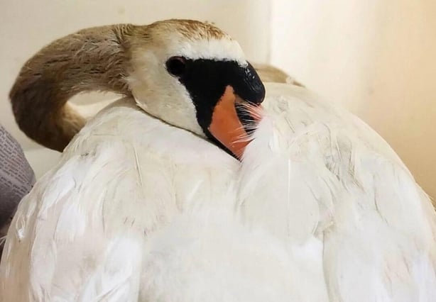 A female swan with oil on feathers