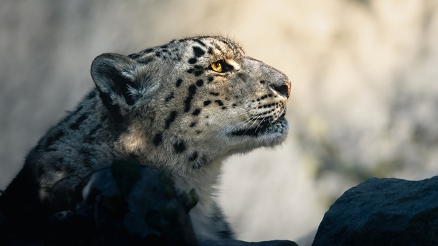 Close up of Snow Leopard