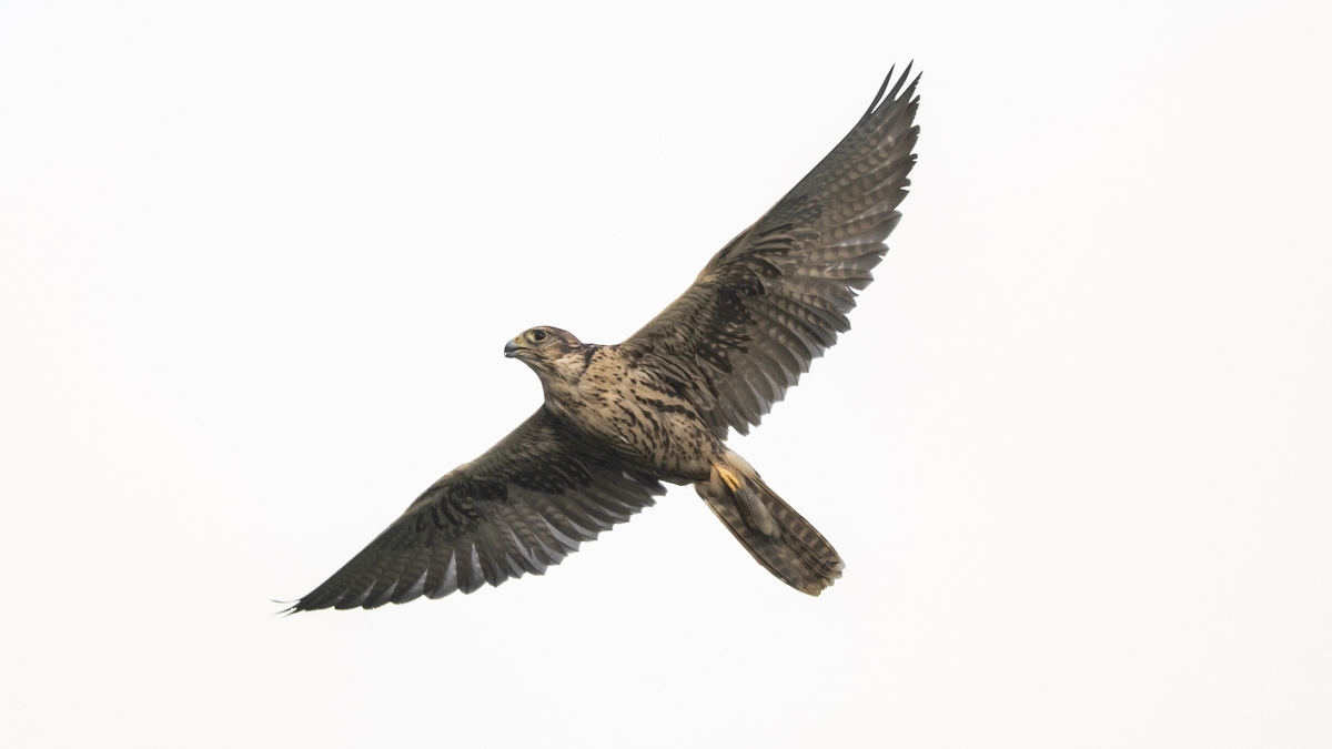 Filming the fastest animal on the planet