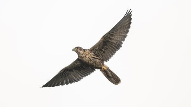 Peregrine Falcon in flight