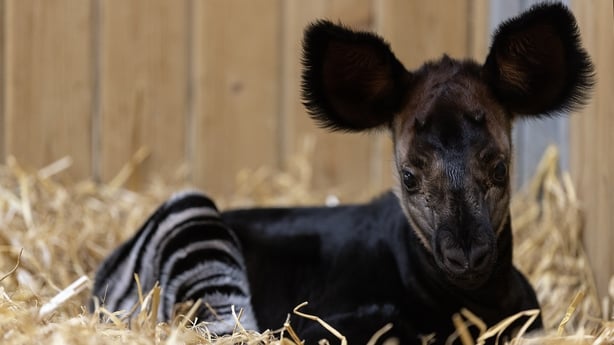 A first look at the Endangered okapi calf