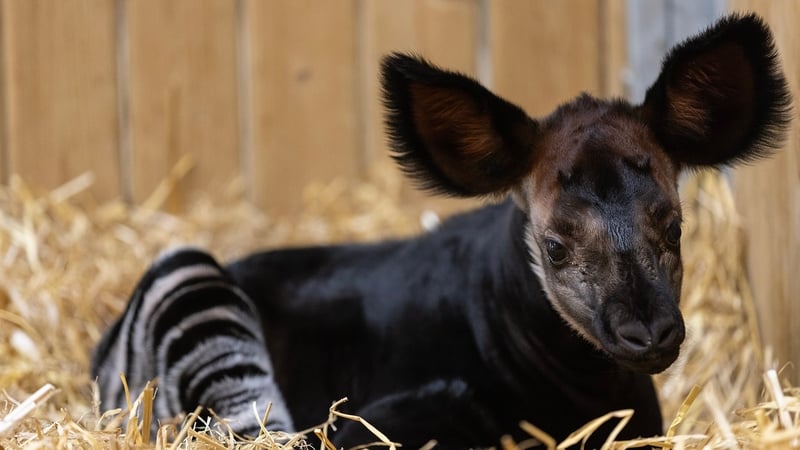 A first look at the Endangered okapi calf