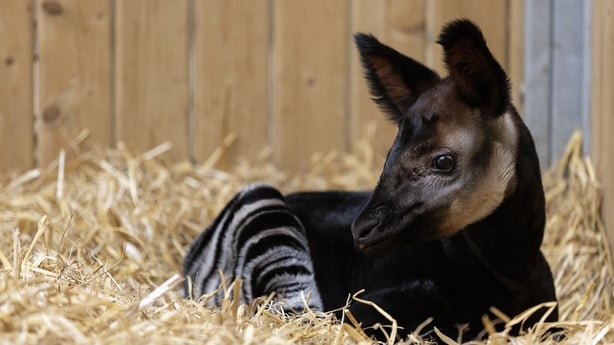 a baby zebra lying on hay