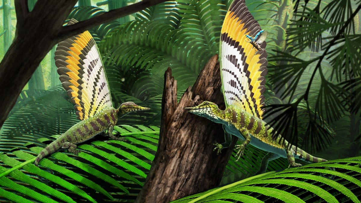 UCC palaeontologists discover new fossil reptile species