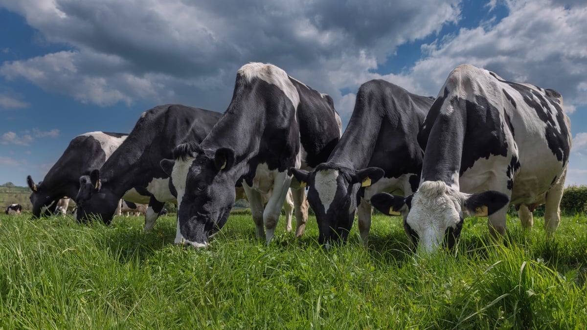 No guarantee Nitrates Derogation will be extended