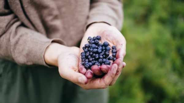 Two hands holding freshly picked European blueberries, picked directly from the forest ground. Trysil, Norway.