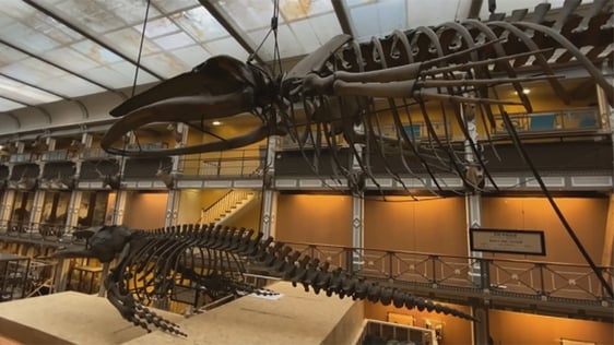 Whale skeletons suspended from the ceiling of Dublin's National Museum of Ireland - Natural History…