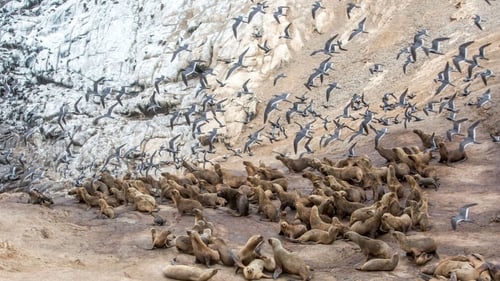 Seabirds and sea lions are among the declining animal populations in Peru