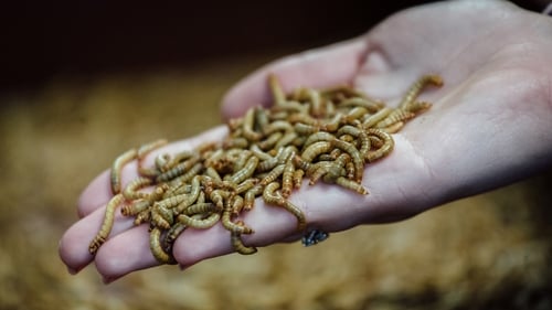 Maggots, which are fly larvae, can be a fat-rich source of food