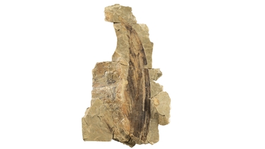 UCC Palaeontologists discover new fossil reptile species
