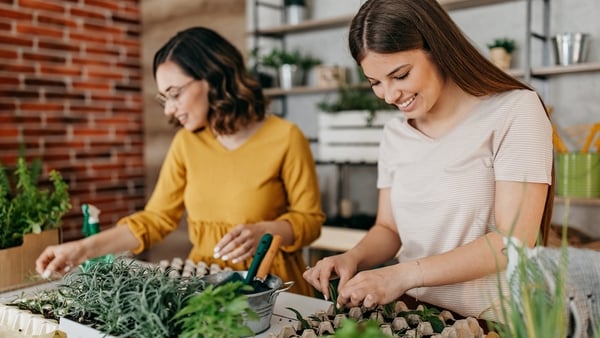 Young women planting spices indoors