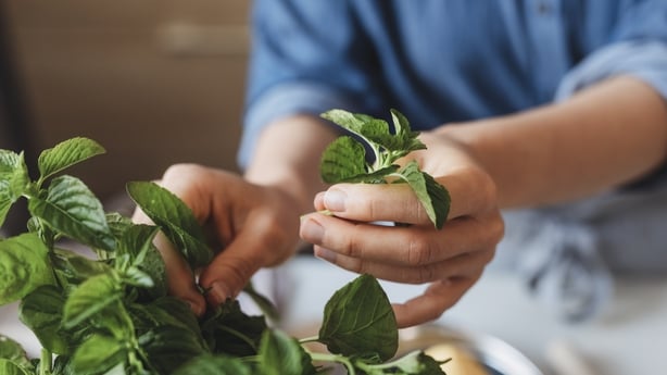 Close up of woman using fresh mint in the kitchen.