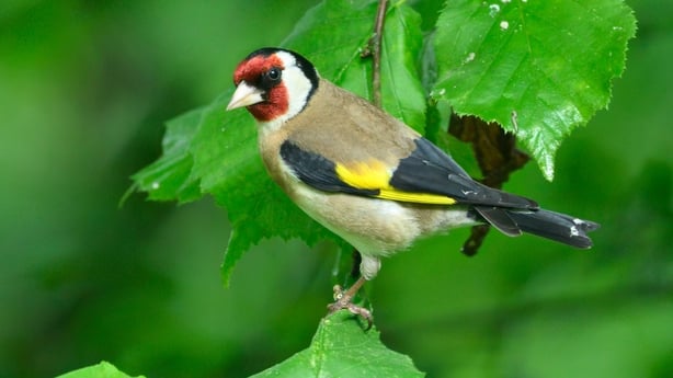 A Goldfinch lit by sunlight sits in tree.