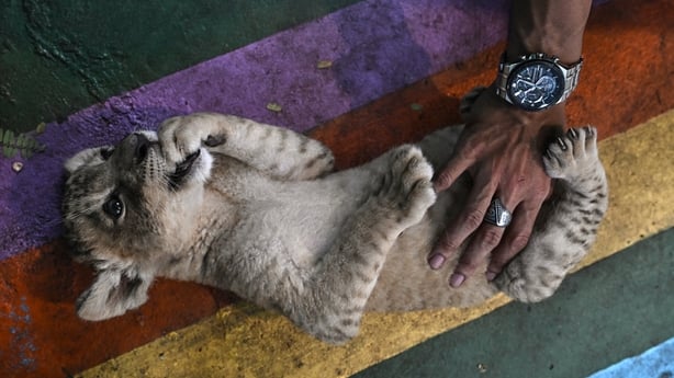 A person pets a one-month-old lion club at an animal cafe in Bangkok, Thailand