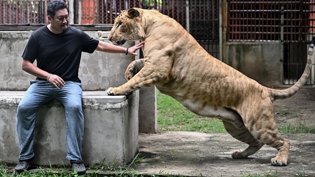 A man sits on a stone bench while a lion stands beside him in Thailand