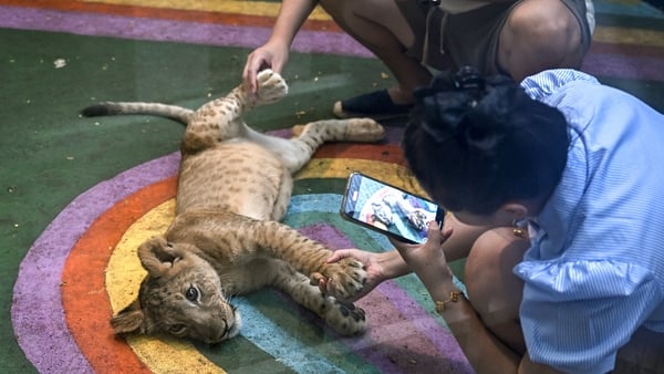 A woman takes a photo of a lion club lying on a mat at a cafe in Bangkok, Thailand