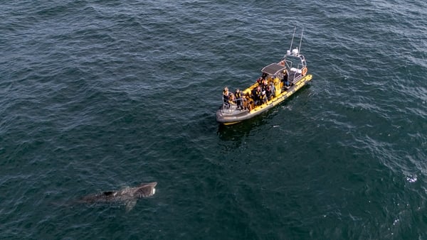 Whale watching