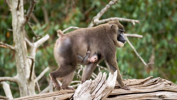 A baby monkey clings to a large brown monkey as it walks across a tree branch