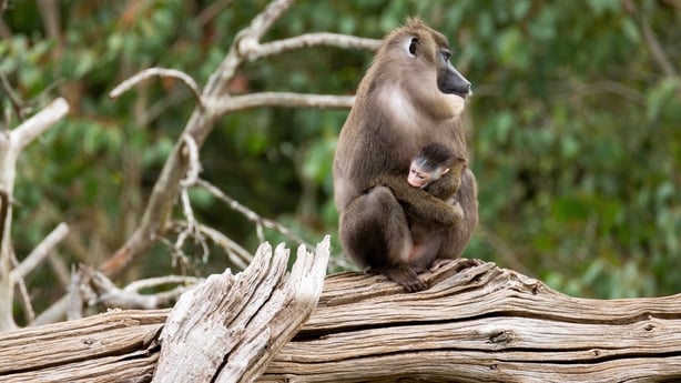 A brown monkey cradles a baby monkey while sitting on a tree branch