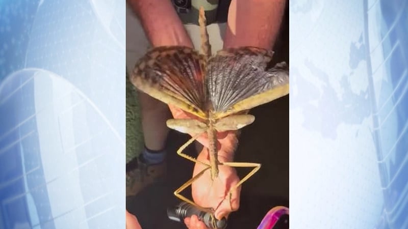 The new Acrophylla alta species was discovered in a rainforest in Australia (Credit: Prof Angus Emmott/James Cook University)