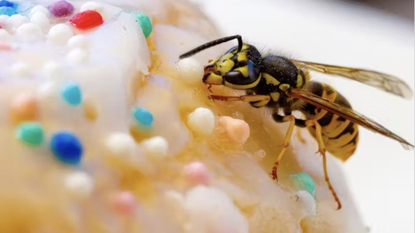 wasp picnic cake