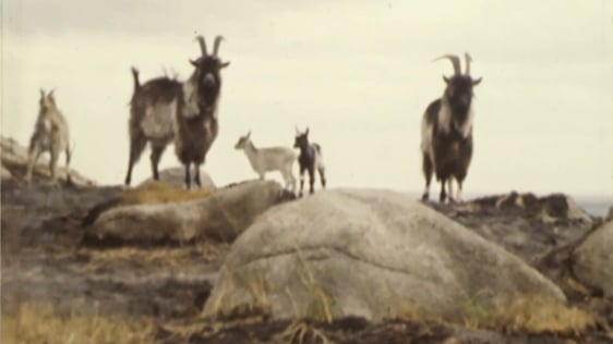 Dalkey Island goats, 1975