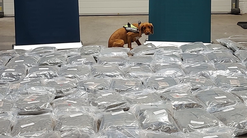 The cannabis worth an estimated €2.1m was seized at the Port of Cork