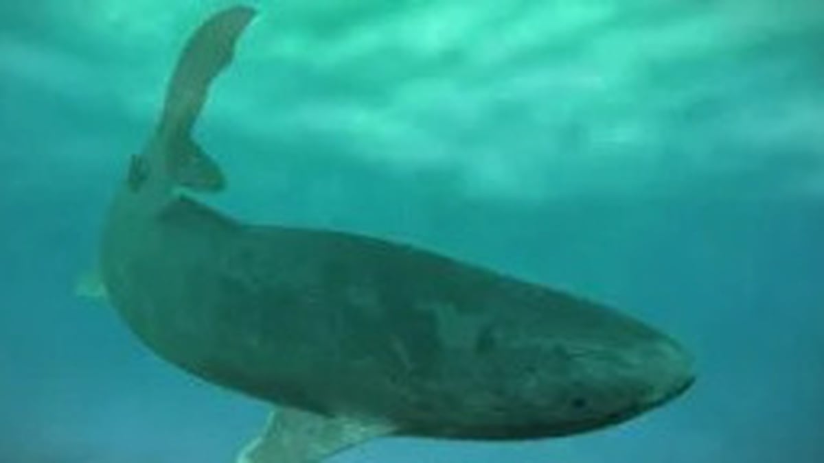 Naturefile - Appetite of Sharks