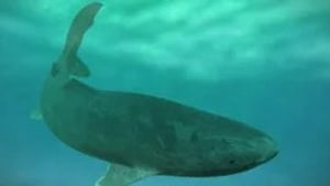 Naturefile - Appetite of Sharks show image