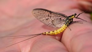 Looking back at Ken Whelan’s Nature On One documentary on mayflies show image