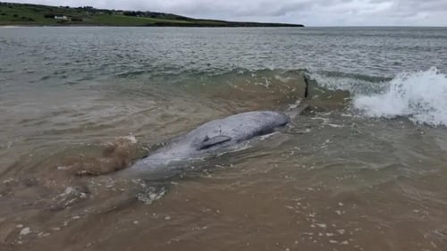Two True's beaked whales became stranded and died on Kilcummin Back Strand in Co Mayo (Photo: Cathy and Angela Kelly via IWDG)