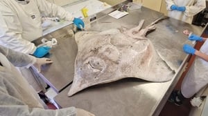 Two critically endangered Flapper Skates washed ashore in Co. Mayo show image