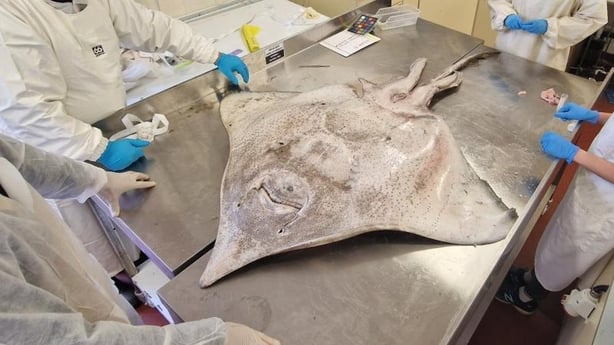 Flapper Skate that washed ashore in Co. Mayo